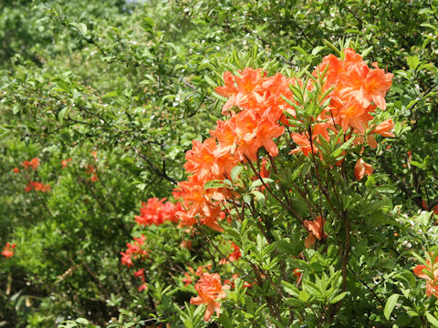 Rhododendron japonicum