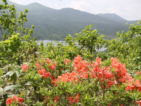 Rhododendron japonicum