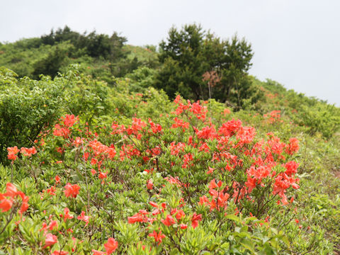 Rhododendron japonicum