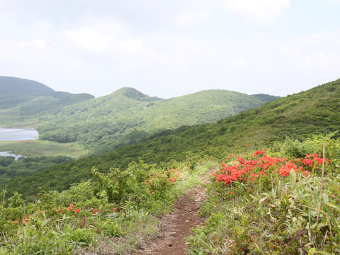 Rhododendron japonicum