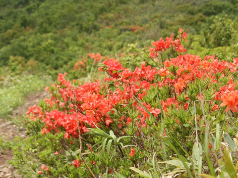 Rhododendron japonicum