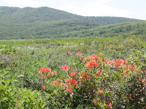 Rhododendron japonicum