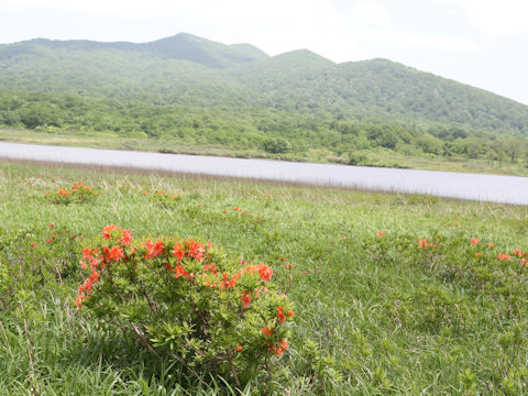 Rhododendron japonicum