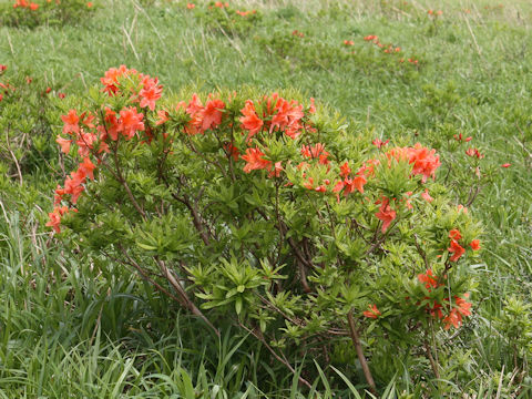 Rhododendron japonicum