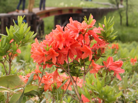 Rhododendron japonicum