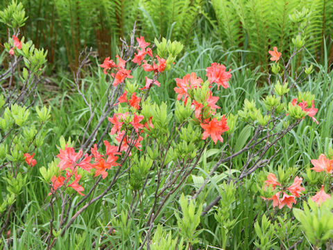 Rhododendron japonicum