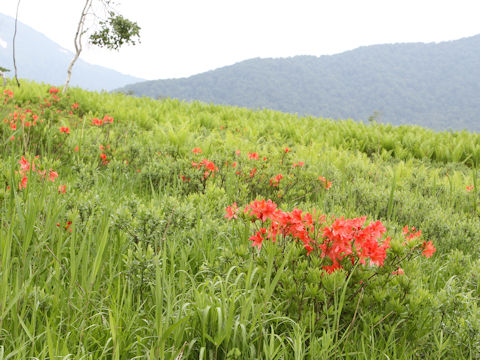 Rhododendron japonicum