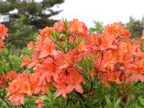 Rhododendron japonicum