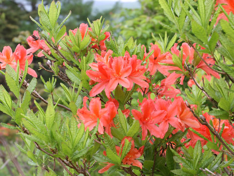 Rhododendron japonicum