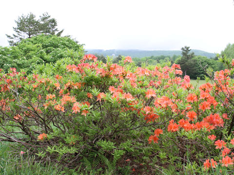 Rhododendron japonicum