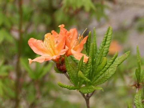 Rhododendron japonicum