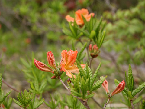 Rhododendron japonicum