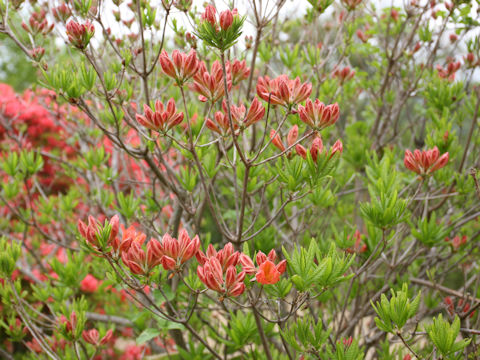 Rhododendron japonicum