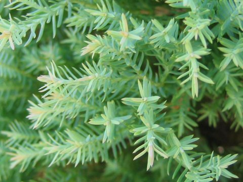 Thuja occidentalis cv. Rhein Gold