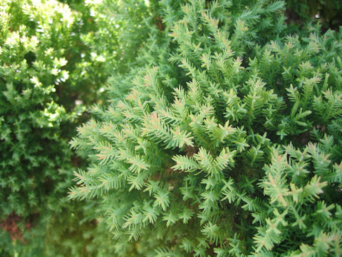 Thuja occidentalis cv. Rhein Gold