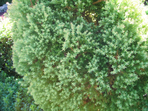 Thuja occidentalis cv. Rhein Gold