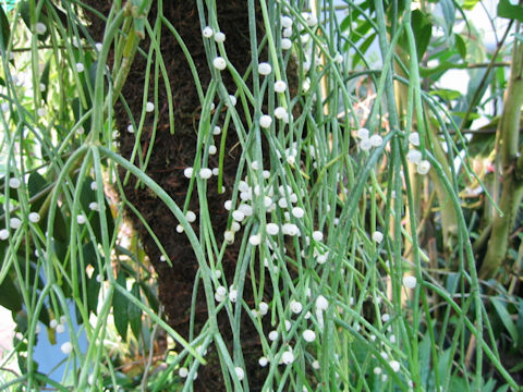 Rhipsalis aculeata