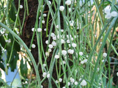 Rhipsalis aculeata