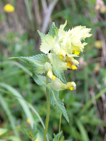 Rhinanthus alectorolophus