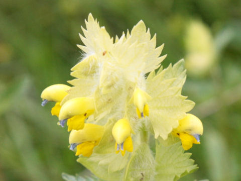 Rhinanthus alectorolophus