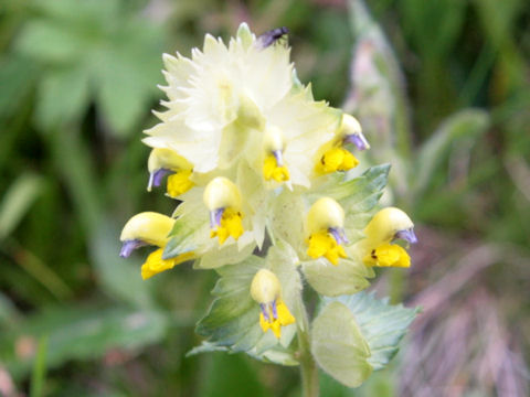 Rhinanthus alectorolophus