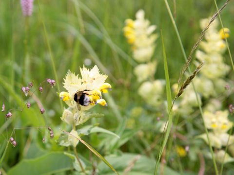 Rhinanthus alectorolophus
