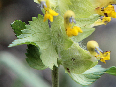 Rhinanthus alectorolophus