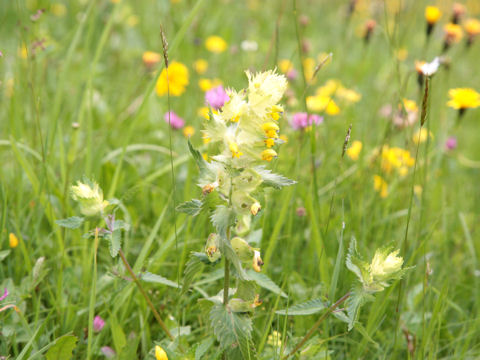 Rhinanthus alectorolophus
