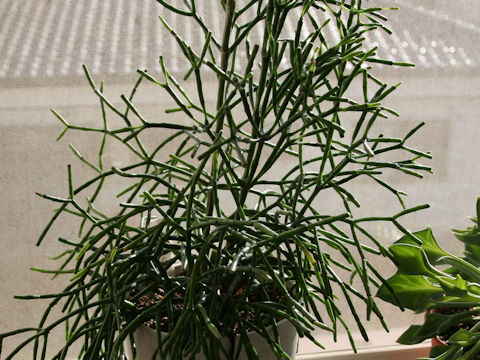 Rhipsalis cassutha