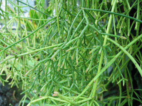 Rhipsalis cereuscula