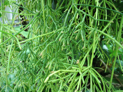 Rhipsalis cereuscula