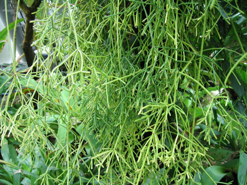 Rhipsalis cereuscula