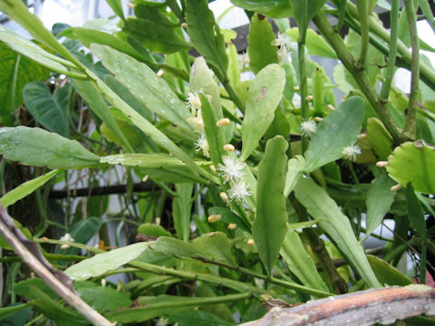 Rhipsalis crispata