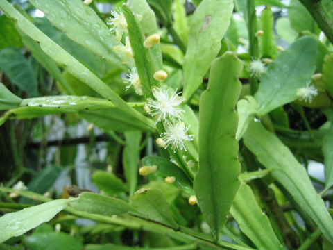 Rhipsalis crispata