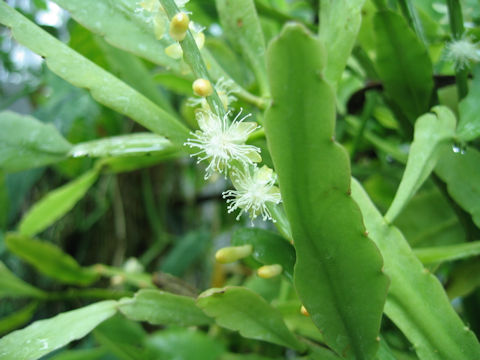 Rhipsalis crispata