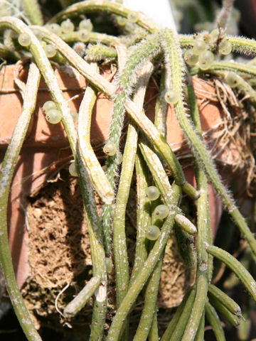 Rhipsalis baccifera ssp. horrida