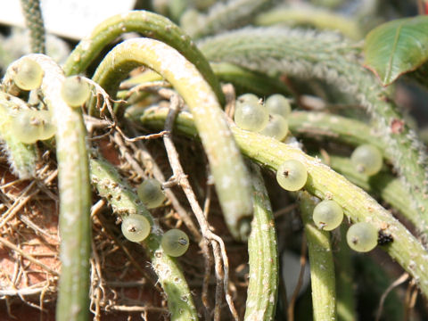 Rhipsalis baccifera ssp. horrida