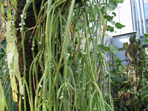 Rhipsalis pilocarpa