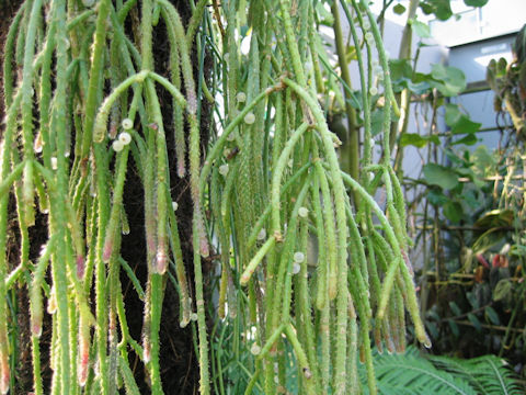 Rhipsalis pilocarpa