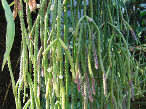 Rhipsalis pilocarpa