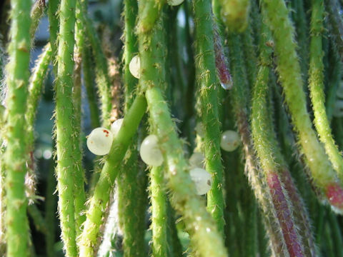 Rhipsalis pilocarpa