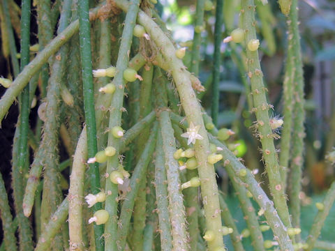 Rhipsalis pilocarpa