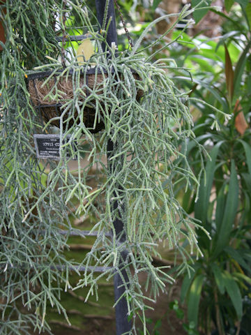 Rhipsalis pilocarpa