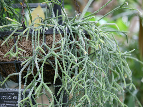 Rhipsalis pilocarpa