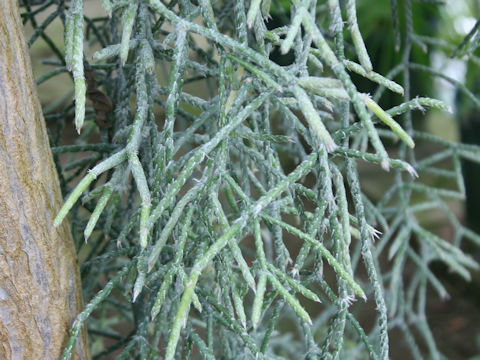 Rhipsalis pilocarpa