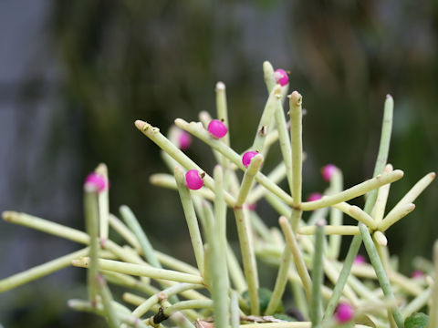 Rhipsalis quellebambensis