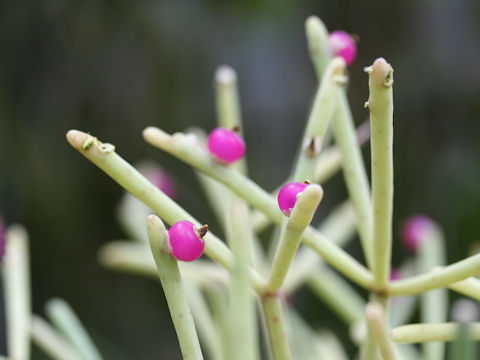 Rhipsalis quellebambensis