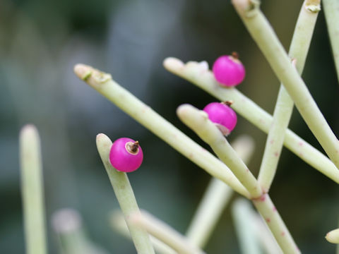 Rhipsalis quellebambensis