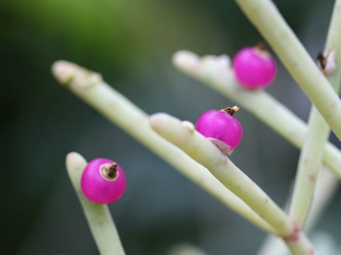 Rhipsalis quellebambensis