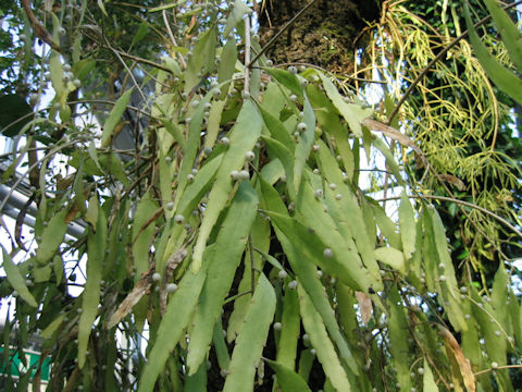 Rhipsalis ramulosa